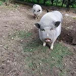 Les Boutons D'or Дом отдыха