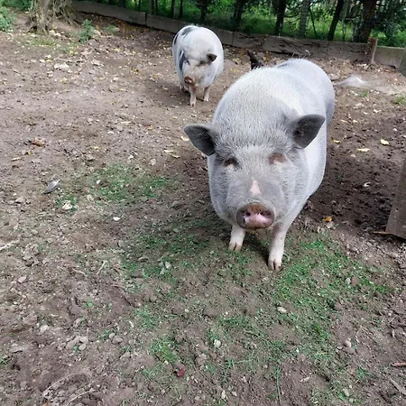 Les Boutons D'or بيت للعطل