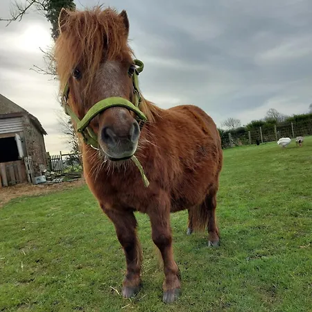 Les Boutons D'or * Lacres