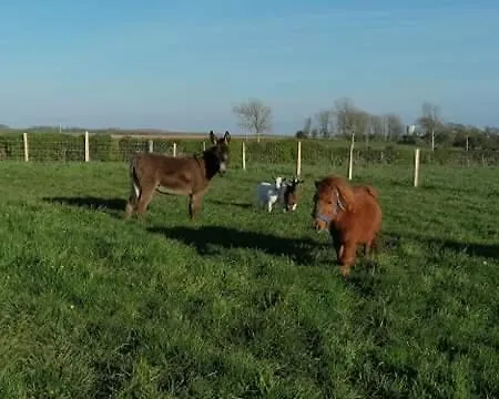 Les Boutons D'or بيت للعطل *