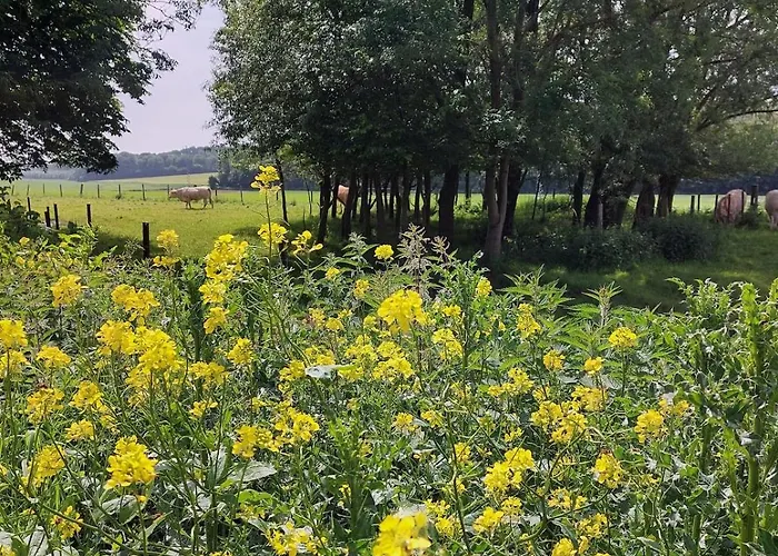 Les Boutons D'or Hébergement de vacances Lacres