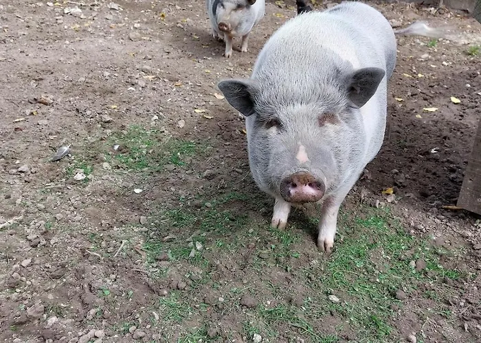 Les Boutons D'or Hébergement de vacances