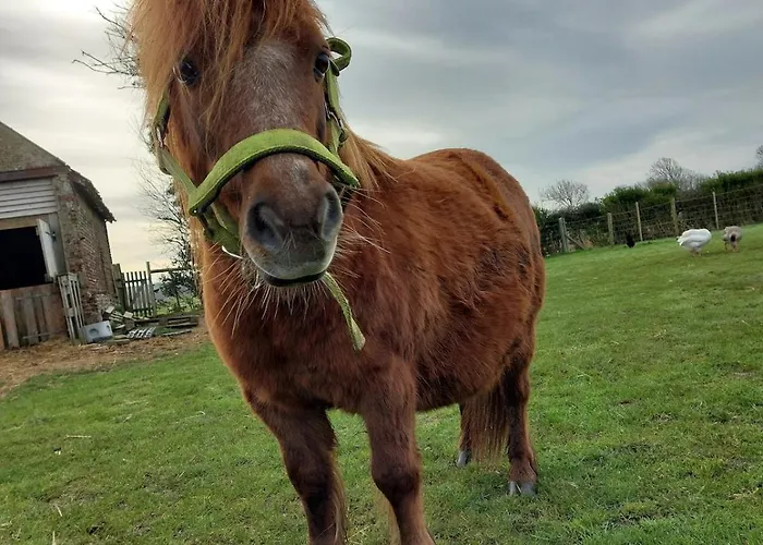 Les Boutons D'or * Lacres